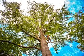 Best Leaf Removal  in Reston, VA