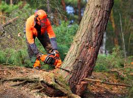 Best Tree Mulching  in Reston, VA