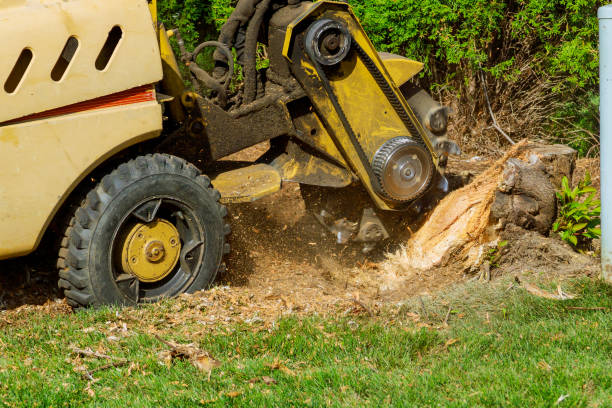  Reston, VA Tree Removal Pros