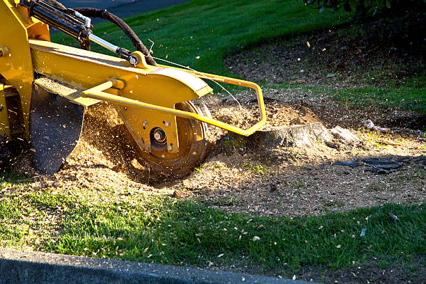 Grass Overseeding in Reston, VA